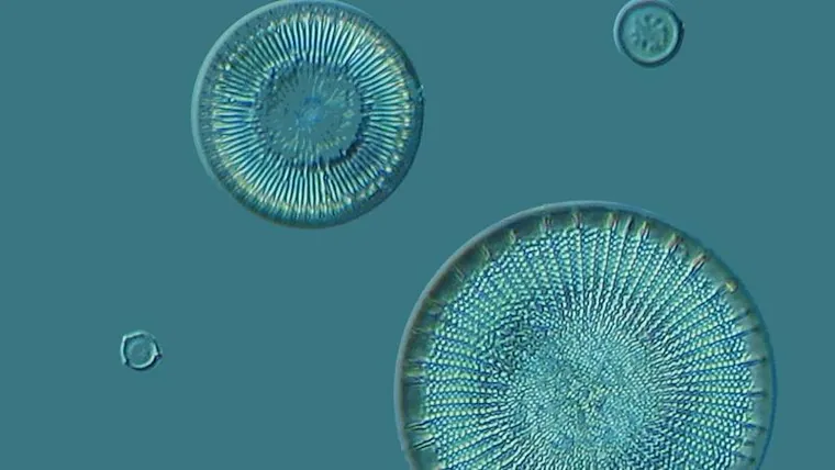 Diatoms viewed under a microscope