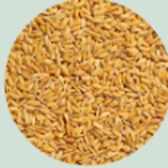 Oat bran