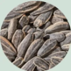 Sunflower seeds